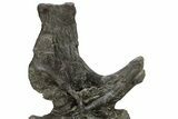 Huge Sauropod (Barosaurus) Vertebra - Bone Cabin Quarry #227518-7